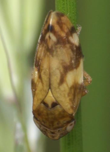 Philaenus spumarius